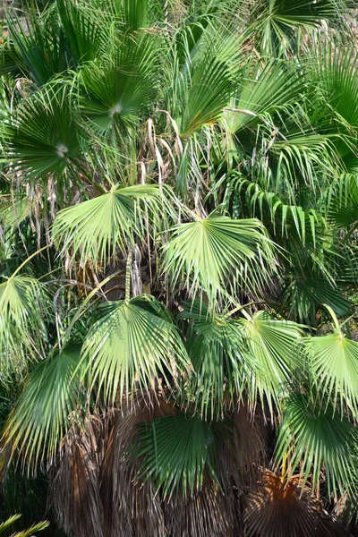 Palm Leaves Spanyolországban — Stock Fotó