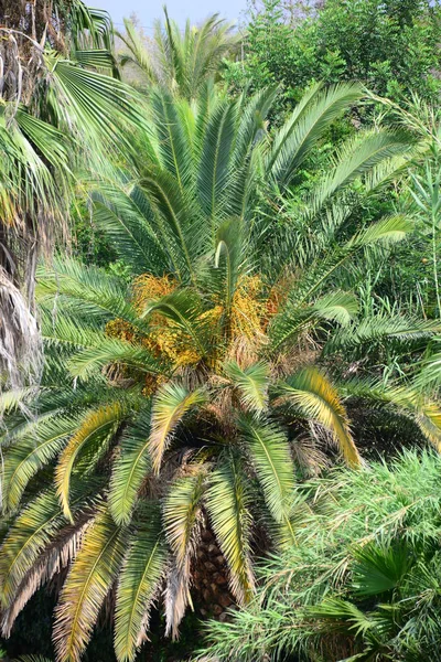 Palm Leaves Στην Ισπανία — Φωτογραφία Αρχείου