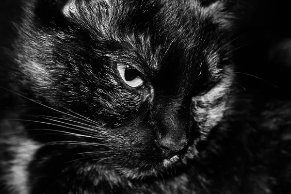 Retrato Belo Engraçado Gato Com Grandes Olhos — Fotografia de Stock