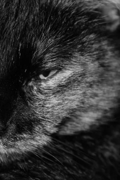 Retrato Gato Hermoso Divertido Con Grandes Ojos —  Fotos de Stock