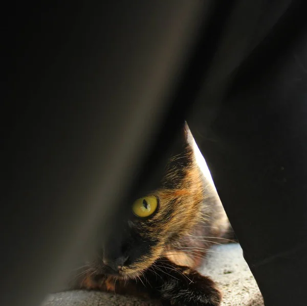 Πορτρέτο Της Όμορφης Και Αστείας Γάτας Μεγάλα Μάτια — Φωτογραφία Αρχείου