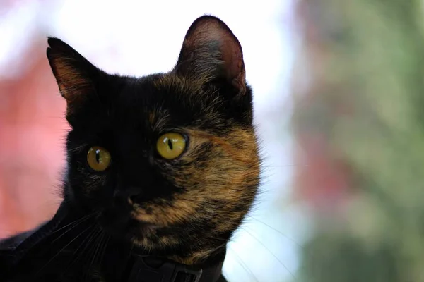 Retrato Belo Engraçado Gato Com Grandes Olhos — Fotografia de Stock