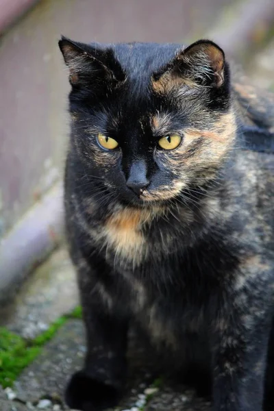 Πορτρέτο Της Όμορφης Και Αστείας Γάτας Μεγάλα Μάτια — Φωτογραφία Αρχείου
