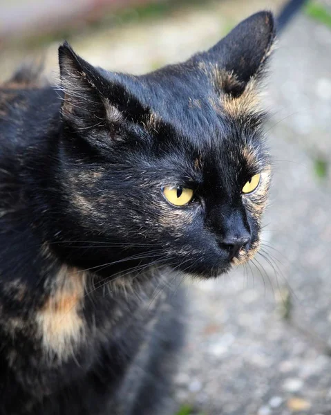 Porträt Einer Schönen Und Lustigen Katze Mit Großen Augen — Stockfoto