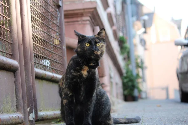 Retrato Gato Hermoso Divertido Con Grandes Ojos — Foto de Stock