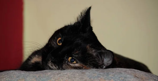 Retrato Gato Hermoso Divertido Con Grandes Ojos — Foto de Stock