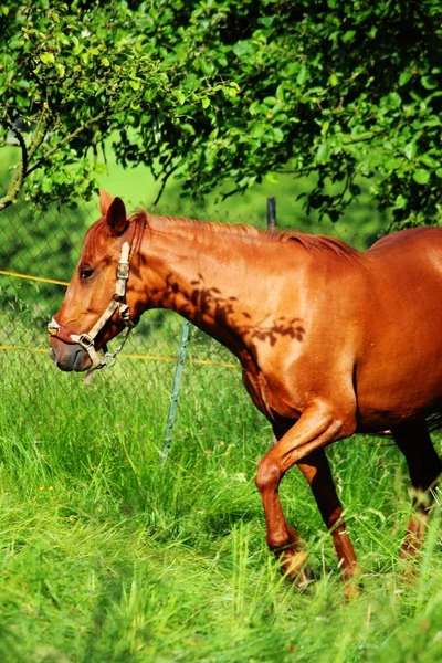 Schattig Paard Wilde Natuur — Stockfoto