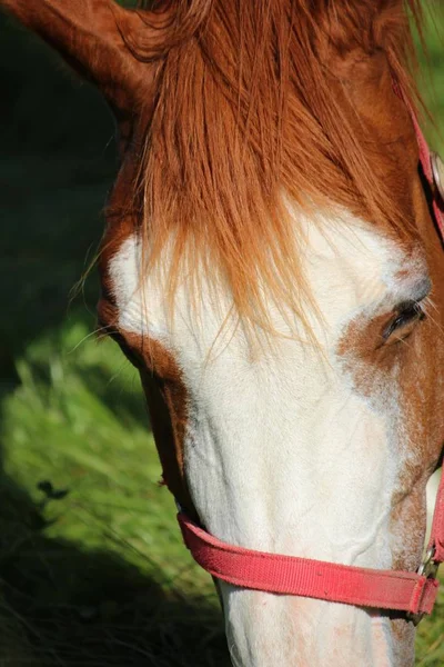 Lindo Caballo Naturaleza Salvaje — Foto de Stock