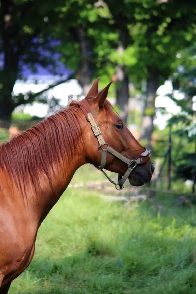 Niedliches Pferd Wilder Natur — Stockfoto