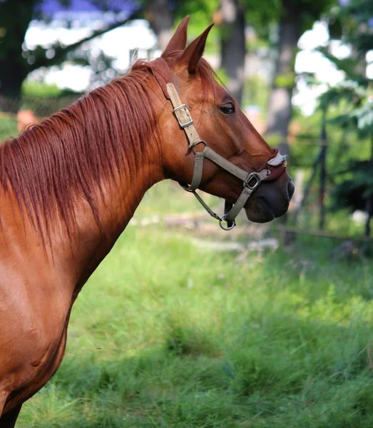 Bonito Cavalo Selvagem Natureza — Fotografia de Stock