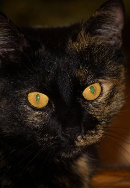 Retrato Belo Engraçado Gato Com Grandes Olhos — Fotografia de Stock