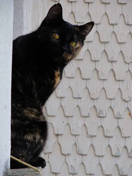 Retrato Belo Engraçado Gato Com Grandes Olhos — Fotografia de Stock