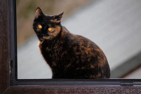 Retrato Gato Hermoso Divertido Con Grandes Ojos — Foto de Stock