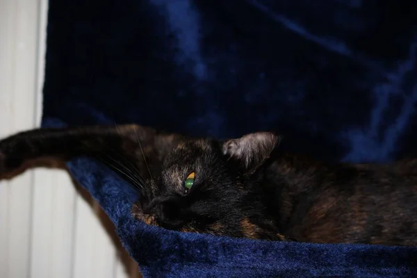 Muotokuva Kaunis Hauska Kissa Jolla Suuret Silmät — kuvapankkivalokuva