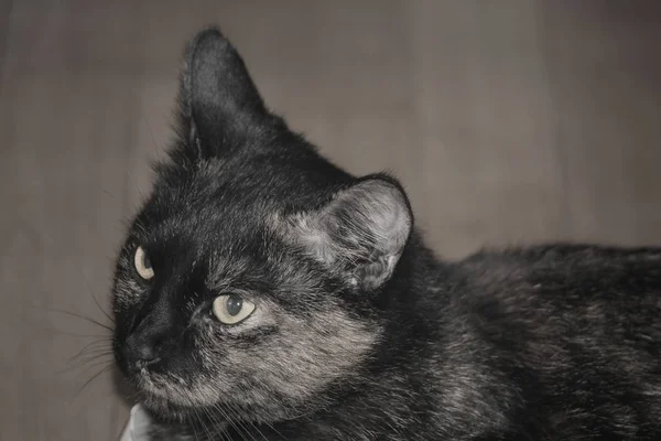 Retrato Belo Engraçado Gato Com Grandes Olhos — Fotografia de Stock