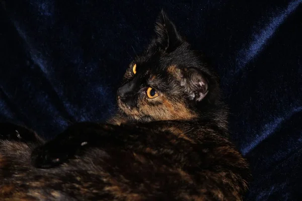 大きな目で美しく面白い猫の肖像画 — ストック写真