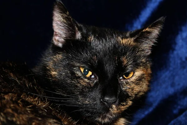 美丽而有趣的大眼睛猫的肖像 — 图库照片