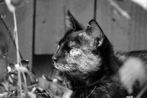 Portrait Beautiful Funny Cat Big Eyes — Stock Photo, Image