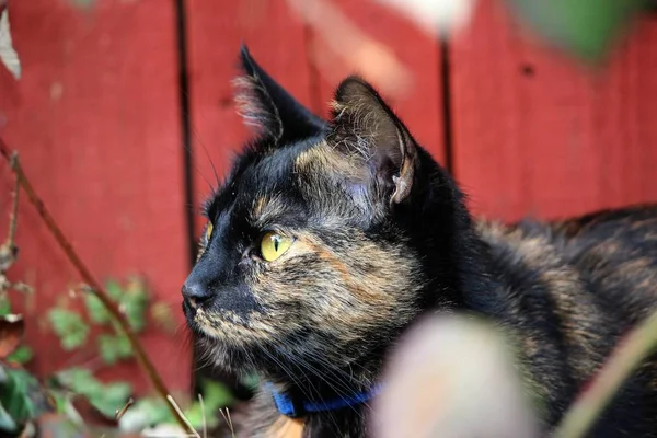 Portrait Beautiful Funny Cat Big Eyes — Stock Photo, Image