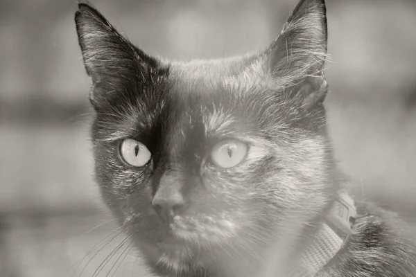 Retrato Belo Engraçado Gato Com Grandes Olhos — Fotografia de Stock