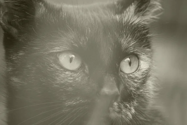 Retrato Gato Hermoso Divertido Con Grandes Ojos —  Fotos de Stock