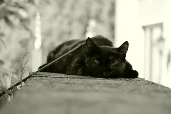 Portret Van Mooie Grappige Kat Met Grote Ogen — Stockfoto