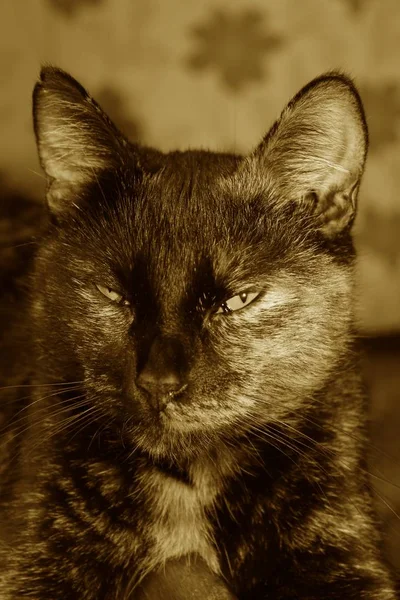 Retrato Gato Hermoso Divertido Con Grandes Ojos —  Fotos de Stock