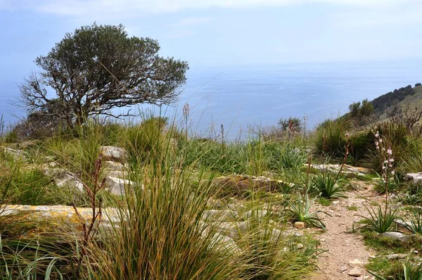 Mallorca Com Vista Para Baía Canyamel Leste Ilha — Fotografia de Stock