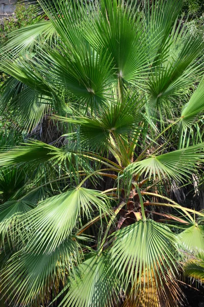 Tropische Palmen Blätter Flora — Stockfoto