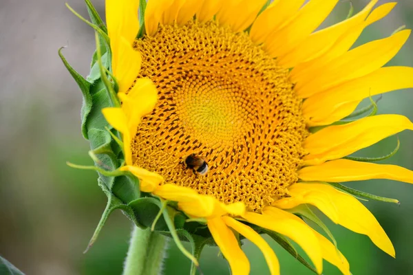 Solrosor Närbild — Stockfoto