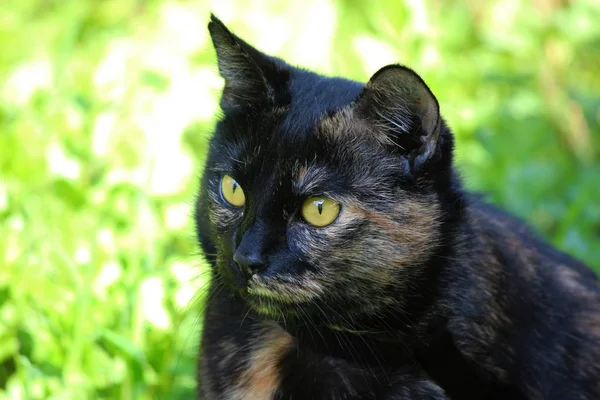 Ładny Puszysty Kot Dużymi Oczami — Zdjęcie stockowe