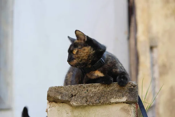 Cuki Bolyhos Macska Val Nagy Szemek — Stock Fotó