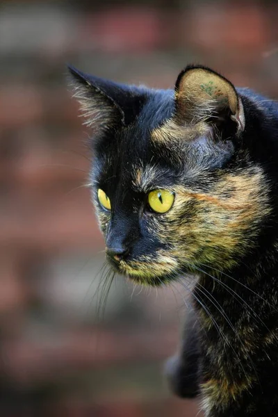 Lindo Felino Esponjoso Con Grandes Ojos — Foto de Stock