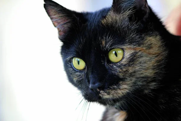 Lindo Felino Esponjoso Con Grandes Ojos — Foto de Stock