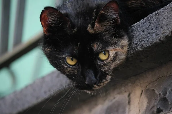 Roztomilý Nadýchaný Kočka Velkýma Očima — Stock fotografie