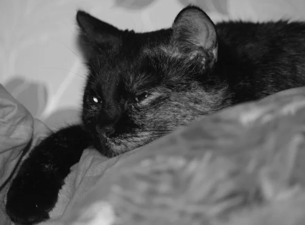 目が大きいかわいいふわふわの猫 — ストック写真
