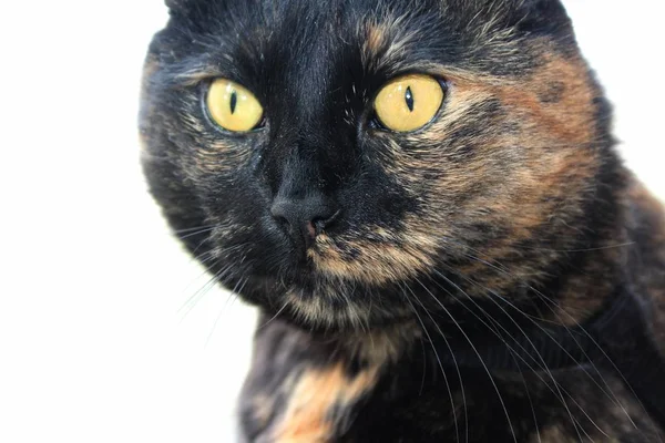 Şirin Tüylü Büyük Gözlü Bir Kedi — Stok fotoğraf