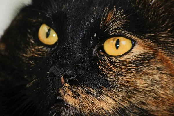 Schattig Pluizig Kat Met Grote Ogen — Stockfoto