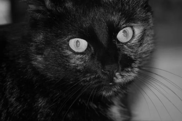 Lindo Felino Esponjoso Con Grandes Ojos — Foto de Stock