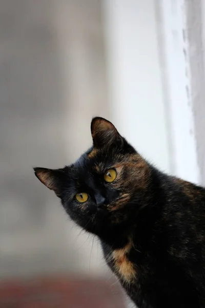 Retrato Gato Bonito — Fotografia de Stock