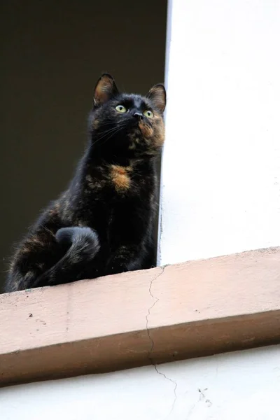 Retrato Gato Bonito — Fotografia de Stock