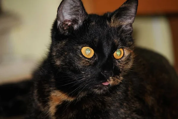 Portrait Cute Cat — Stock Photo, Image