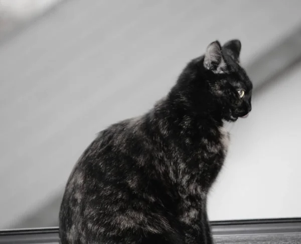 Retrato Lindo Gato — Foto de Stock