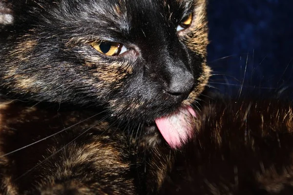 Portrait Cute Cat — Stock Photo, Image