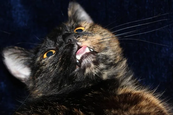 Retrato Gato Bonito — Fotografia de Stock