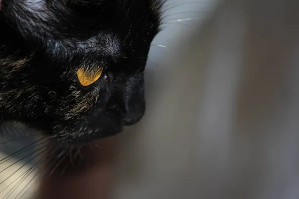 Porträt Einer Süßen Katze — Stockfoto