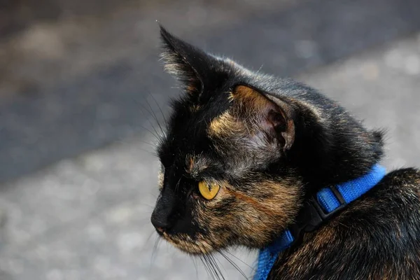 Retrato Lindo Gato — Foto de Stock