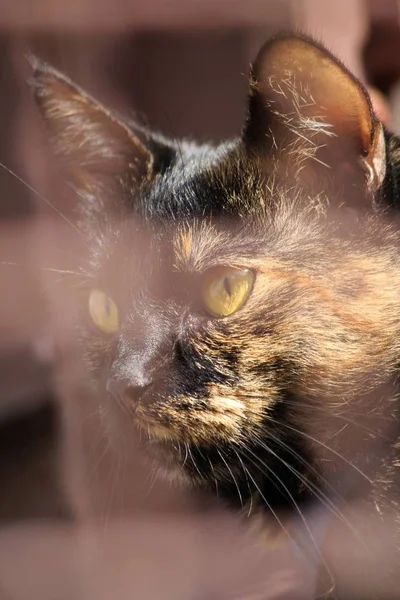 Retrato Gato Bonito — Fotografia de Stock