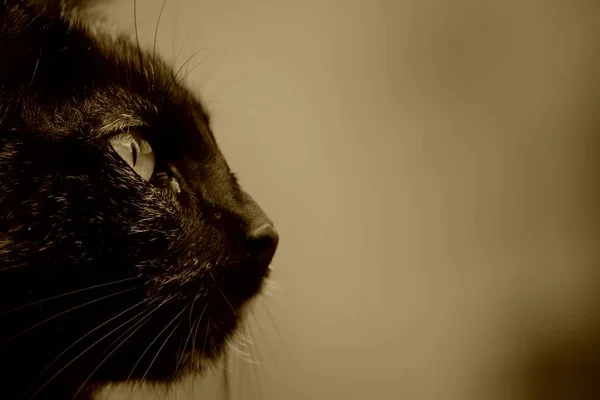 Retrato Lindo Gato — Foto de Stock