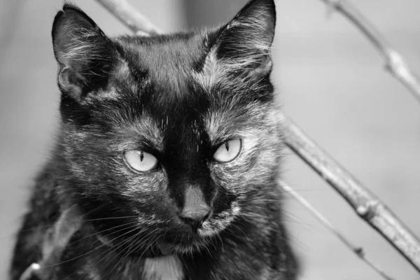 Retrato Lindo Gato — Foto de Stock